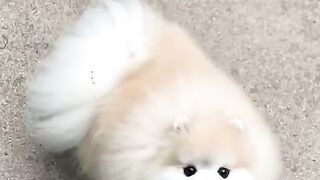 cute dog ever