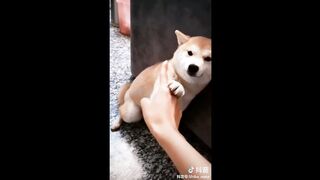 Tik Tok Puppies ???? Cute and Funny Dog