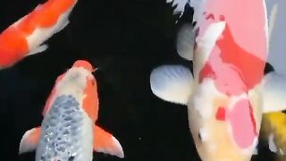 Koi the beautiful fish