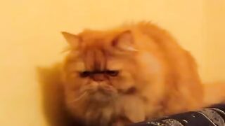 funny cat and bird