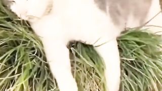 Full new comedy videos full funny videos very funny videos