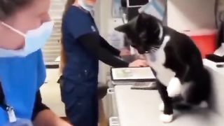 This video is very funny videos of comedy show cats and dogs videos amazing videos animals New 2023