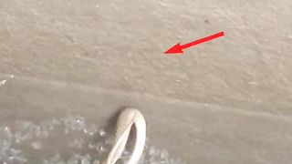 Water tank drop snakes