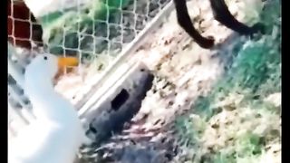 This video is very funny and cute little cats and dogs videos amazing videos animals