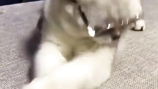 Cool cat