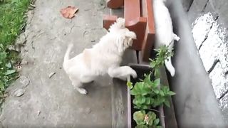 Funny Animal Videos 2023 6