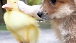 funny animals moments