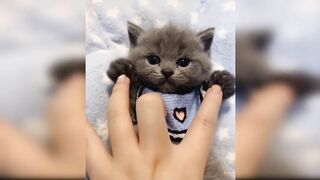 Baby Cats _ Cute and Funny Cats Video compilation