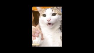 Funny animal videos - Cute and funny pets' Compilation