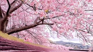 #Arts#Nature#Beauty