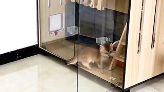 it's funny to hit the glass