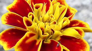 Nature 63