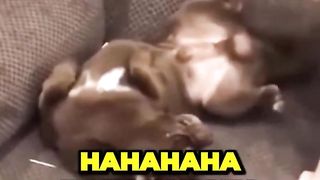 Bullibone- Funniest Cats and Dogs ???????? Funny Animals 2023
