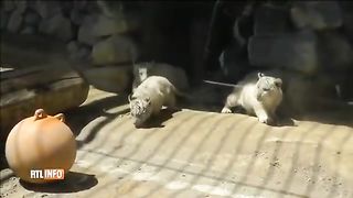 un bébé tigre sauvé par ses frères