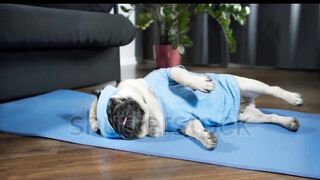 Funny lazy pug dog