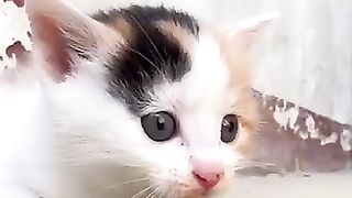Friendship _ little puppy and little cat . A beautiful moment ##shorts_4.