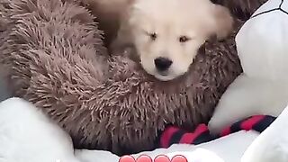 Funny and beautiful puppies . A beautiful moment ##shorts.
