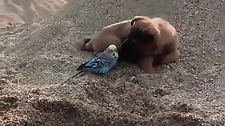 Friendship _ puppy and bird . A beautiful moment ##shorts.