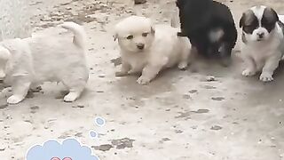 Friendship _ puppies and puppies . A beautiful moment ##shorts.