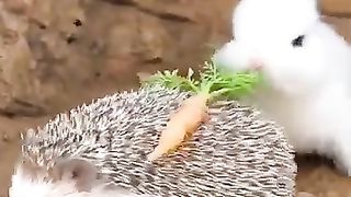 Friendship _ little rabbit & hedgehog & puppy . A beautiful moment #shorts.