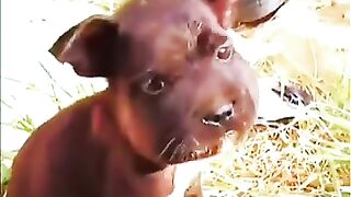 Funny and cute puppies . A beautiful moment#shorts.#shorts.