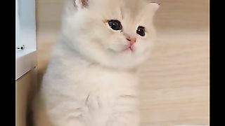 Funny and cute little cats . A beautiful moment#shorts.
