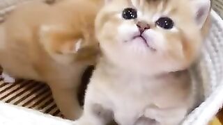 Let me like little cats . A beauriful momen #shorts.