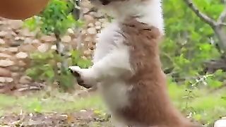 Smart and beautiful puppies . A beautiful moment#shorts.