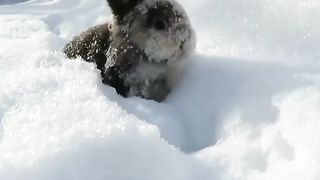 Bunny playing in the snow