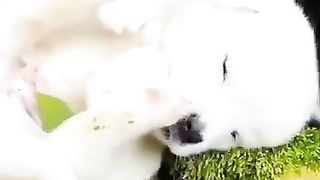 Puppy and chick . A beautiful moment  #shorts.