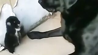 Puppy and father . A beautiful moment ##shorts.