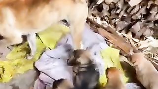 Puppies and mother . A beautiful moment  #shorts.