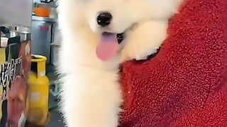 Smart and beautiful puppies . A beautiful momentshorts.