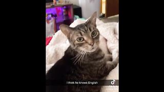 Funny Cat Videos Compilation 2