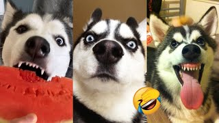 Funniest Husky Videos | Funny and Cute Huskies Compilation 2