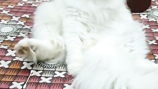 Catattitud#