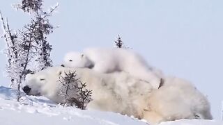 cute baby polar bear