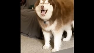 Funny Husky Videos ???????? Funny and Cute Dog Video Compilation!