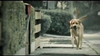 A very creative advertisement - Dog's love is very inspiring and funny