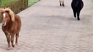 minihorse