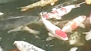 Koi fish 3