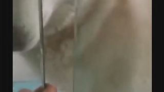A collection of funny animal videos