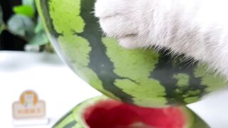 Cat Makes Double-flavor Watermelon Pot (ASMR) _ Creative Food Recipes _ Chef Cat Cooking
