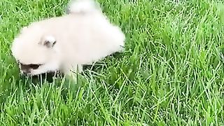 My lovely dog and cat #Shorts#motivation_2.