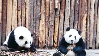 Panda siblings eat bamboo shoots together