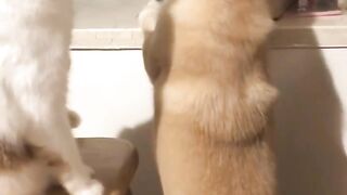 Cat-dog wars