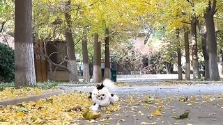 Such a cute dog