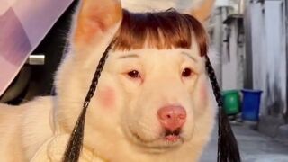 Such a cute dog 2