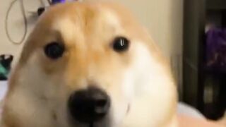 Such a cute dog 3
