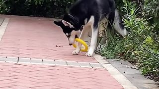 Silly husky